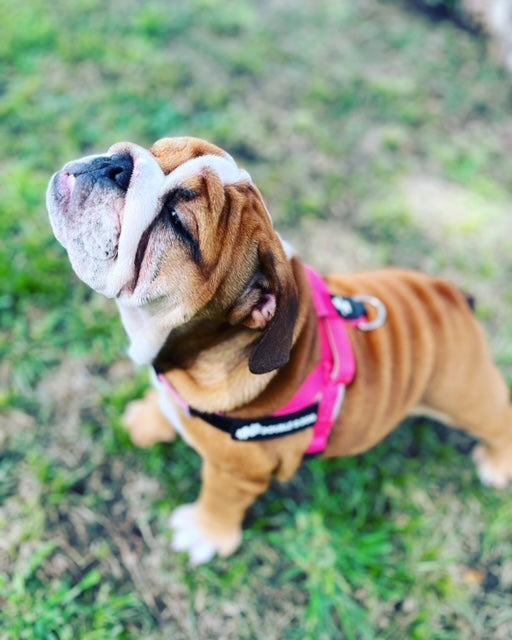 Bright Pink - Double G Dog Gen I Harness - Double G Dog
