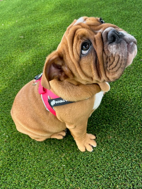 Bright Pink - Double G Dog Gen I Harness - Double G Dog