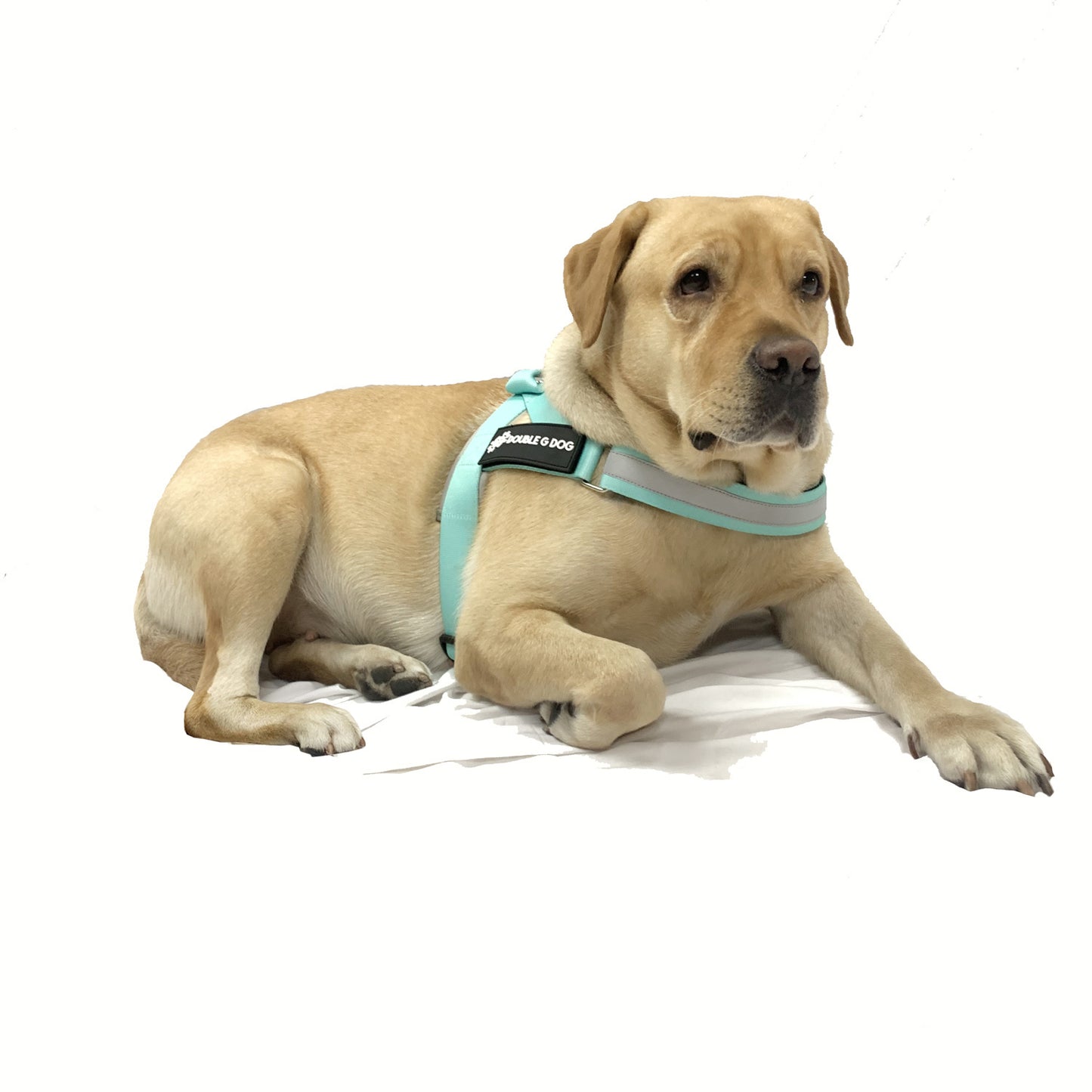 Marvelous Mint - Double G Dog Gen II Harness - Double G Dog