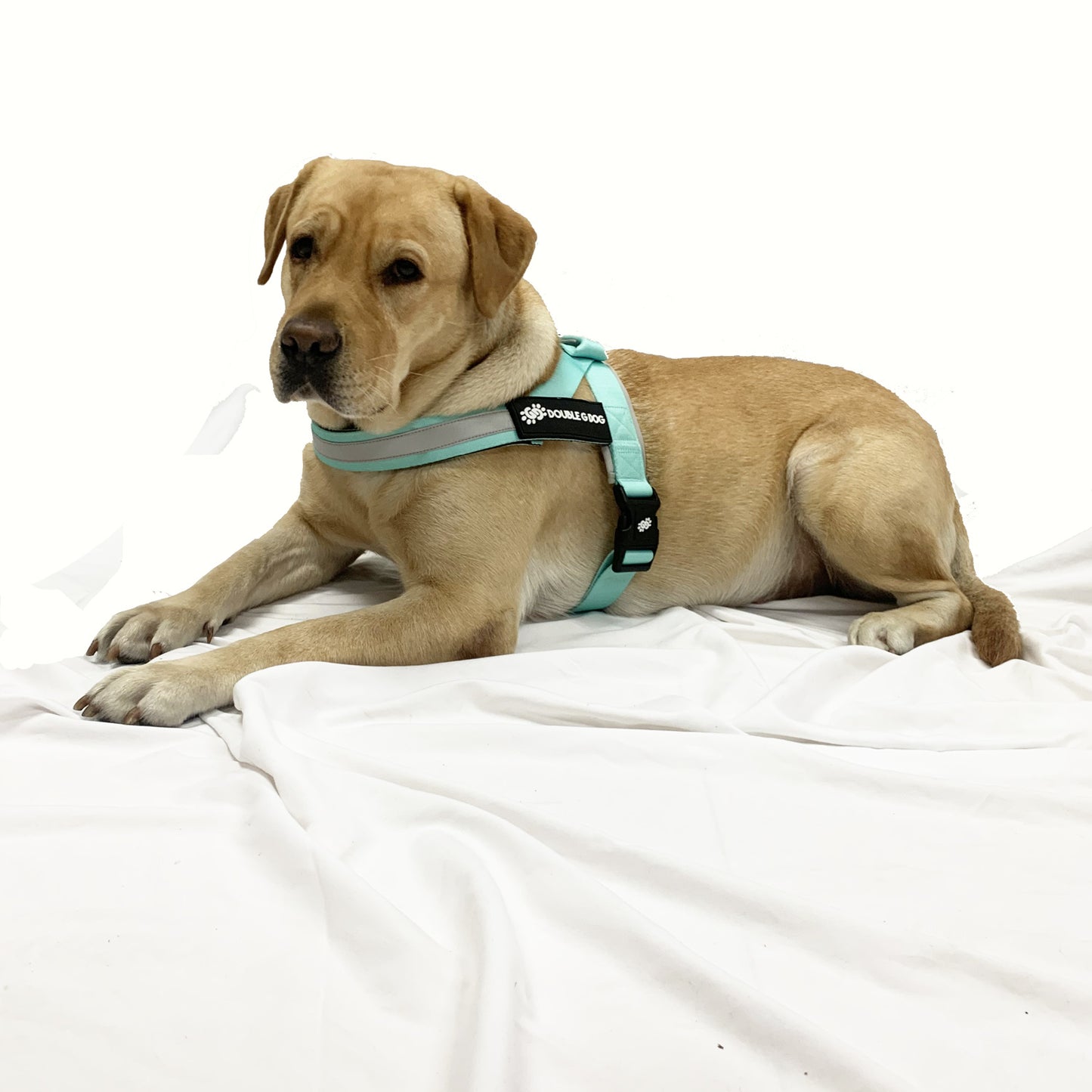 Marvelous Mint - Double G Dog Gen II Harness - Double G Dog