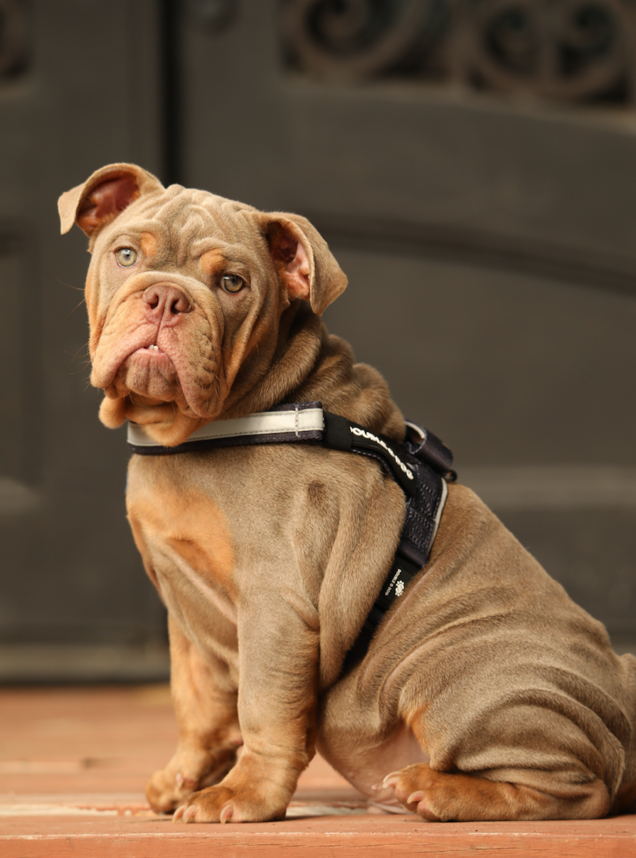 Muted Black - Double G Dog Gen I Harness - Double G Dog