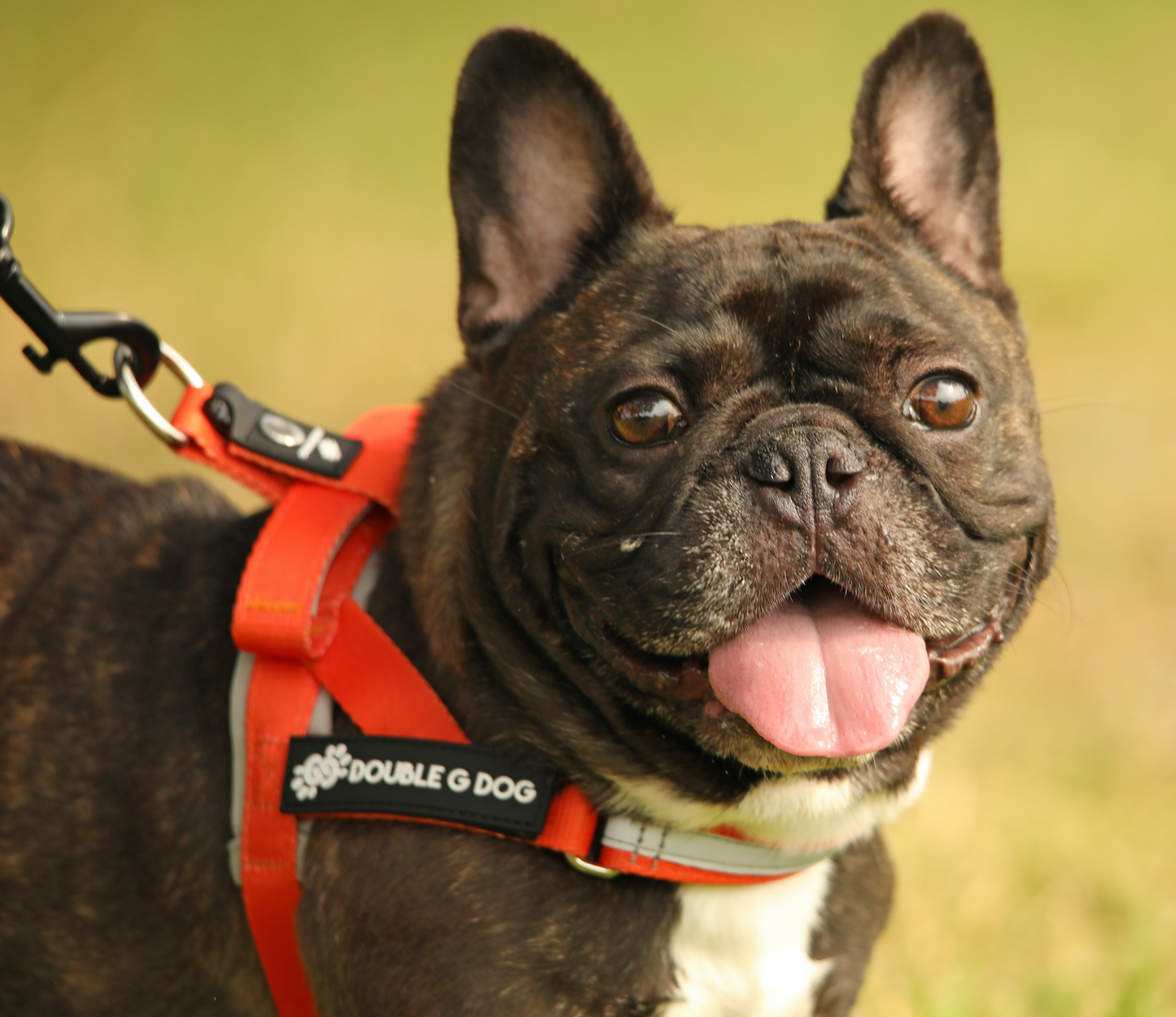 Happy Fall Orange - Double G Dog Gen I Harness - Double G Dog