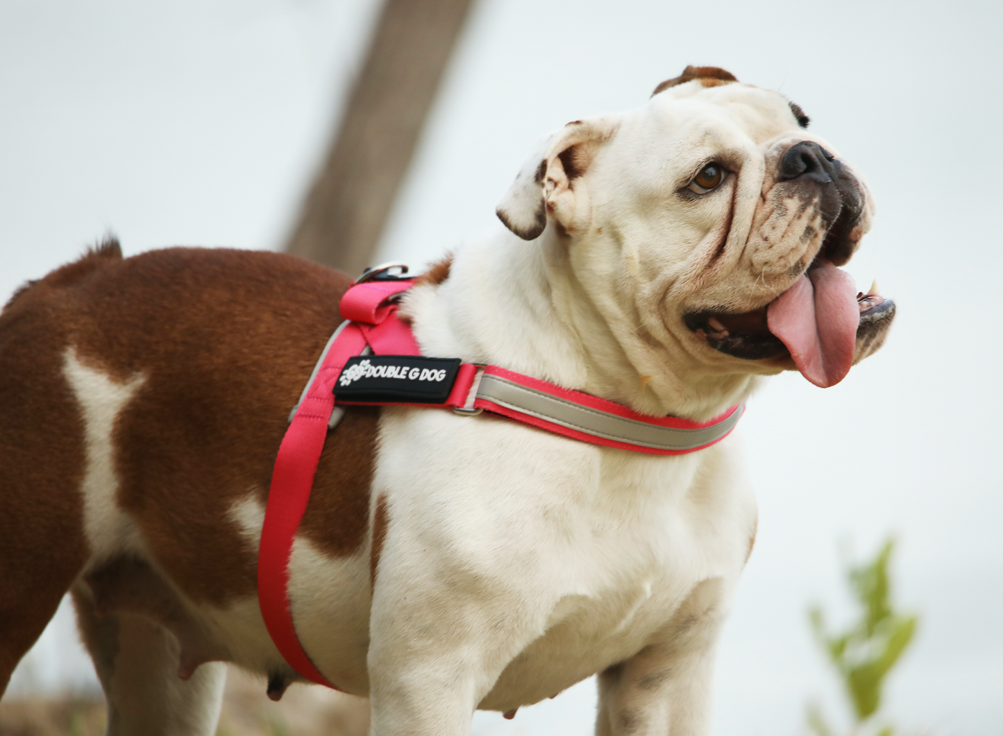 Bright Pink - Double G Dog Gen I Harness - Double G Dog