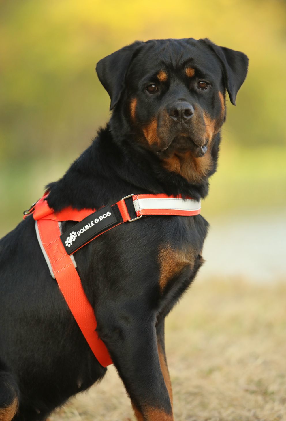 Happy Fall Orange - Double G Dog Gen I Harness - Double G Dog