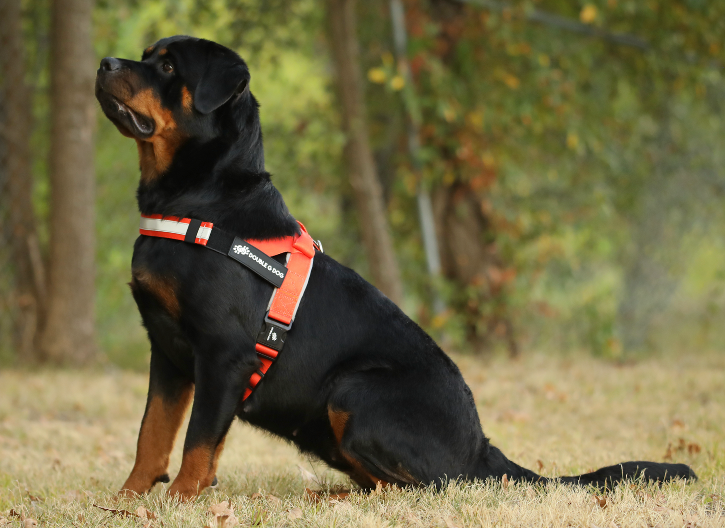 Happy Fall Orange - Double G Dog Gen I Harness - Double G Dog