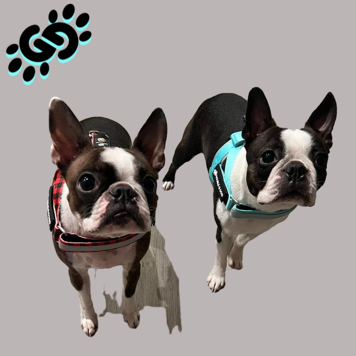 Marvelous Mint - Double G Dog Gen II Harness - Double G Dog