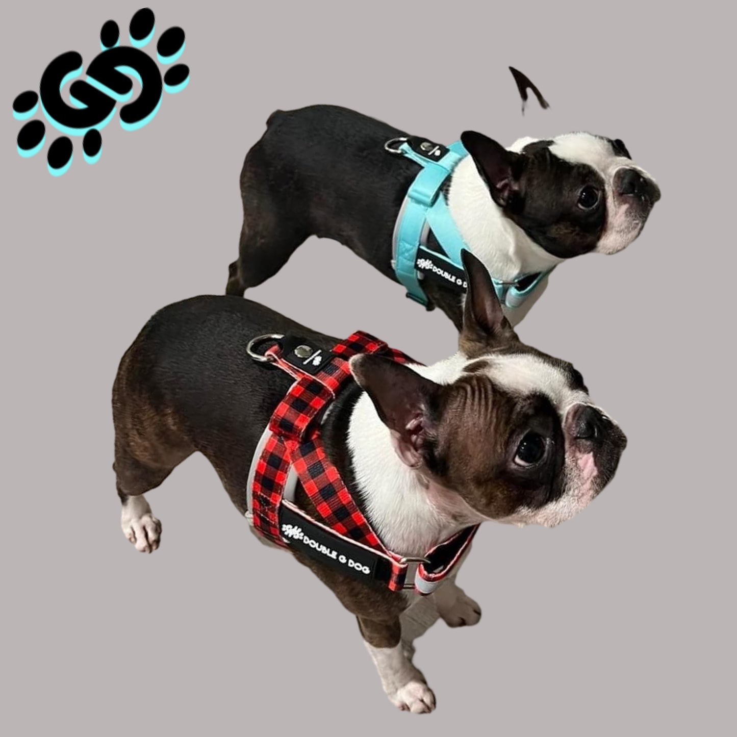 Marvelous Mint - Double G Dog Gen II Harness - Double G Dog