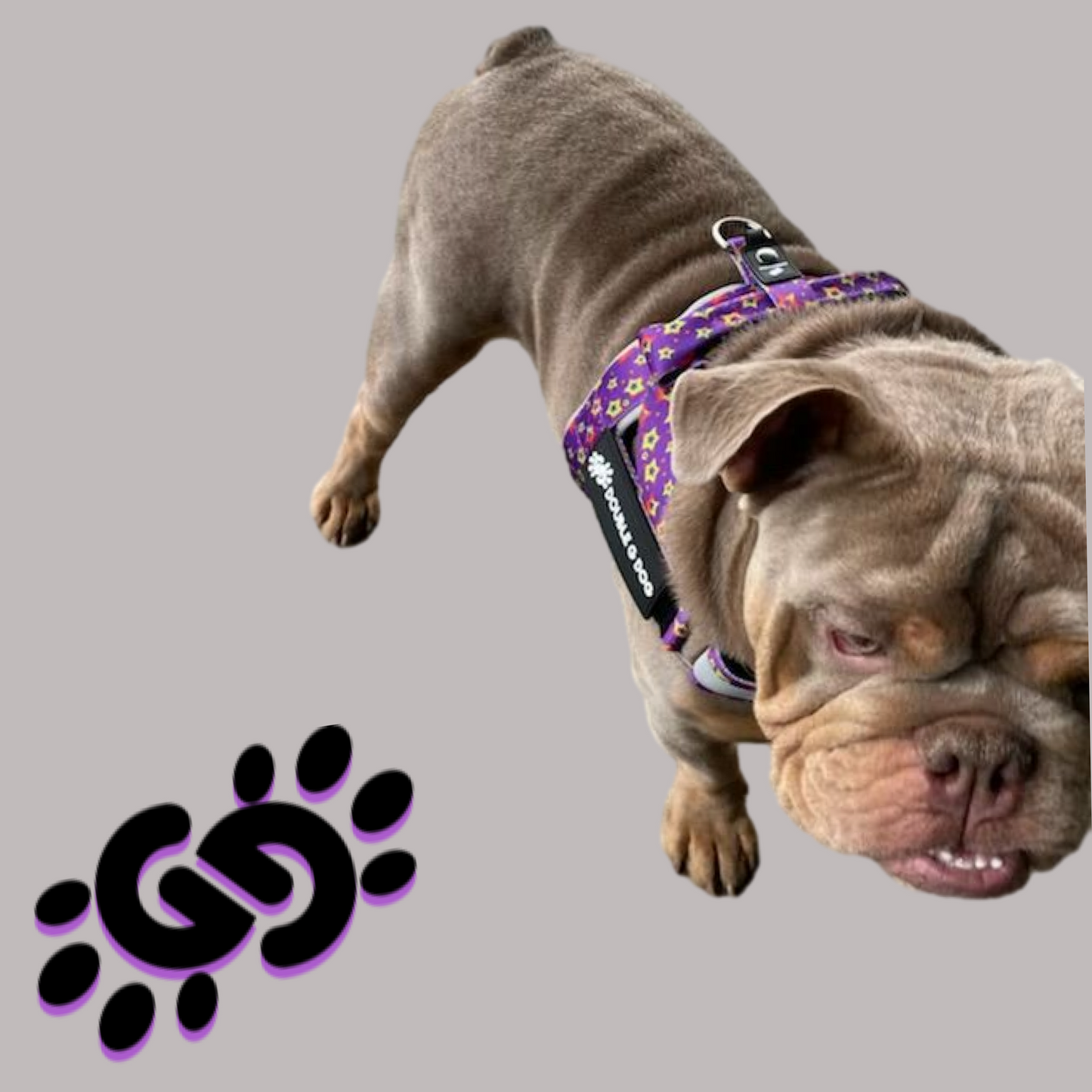 Sassy Stars - Double G Dog Gen II Harness - Double G Dog